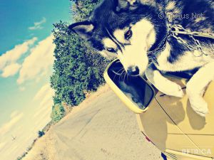 Dog Photo