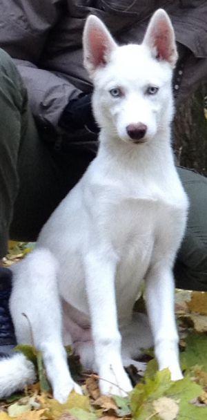 Dog Photo