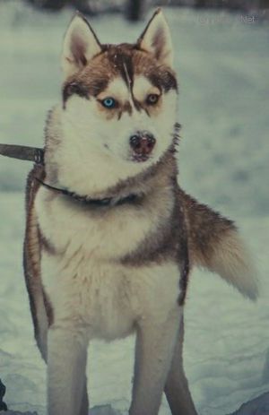 Dog Photo