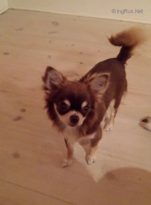 Dog Photo