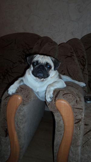 Dog Photo