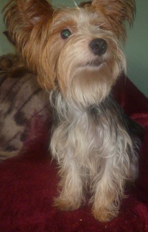 Dog Photo