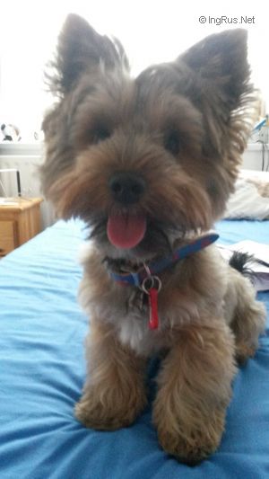 Dog Photo