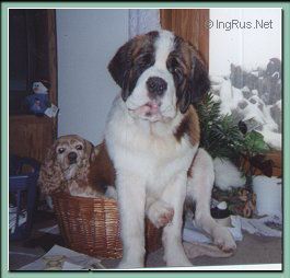 Dog Photo