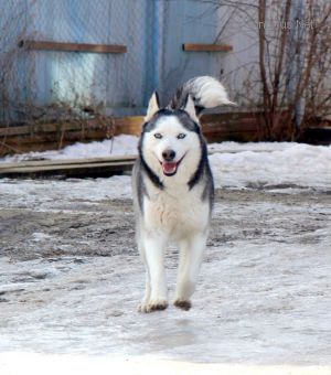 Dog Photo