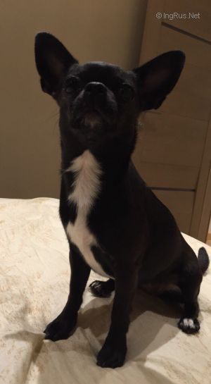 Dog Photo