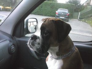 Dog Photo