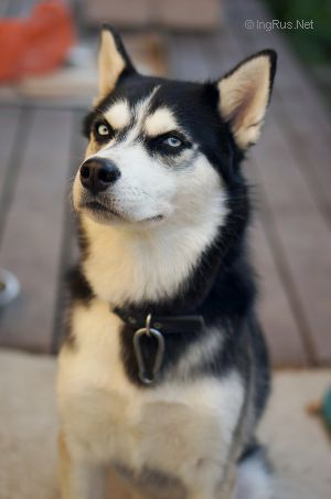 Dog Photo