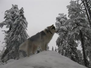 Dog Photo