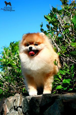 Dog Photo