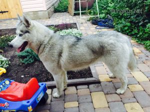 Dog Photo