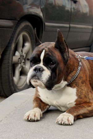 Dog Photo