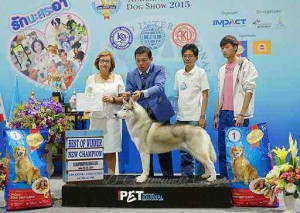 Dog Photo