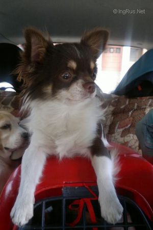 Dog Photo