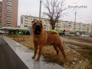 Dog Photo