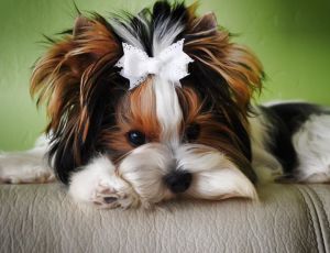 Dog Photo
