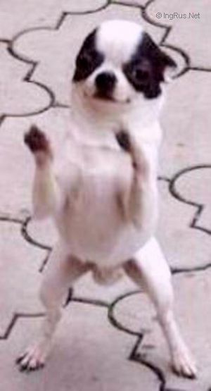Dog Photo