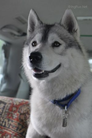 Dog Photo