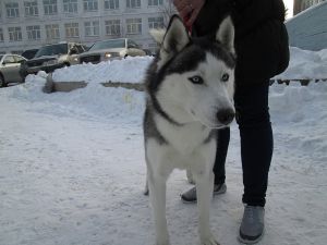 Dog Photo