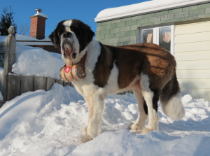 Dog Photo