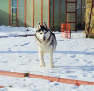 Dog Photo