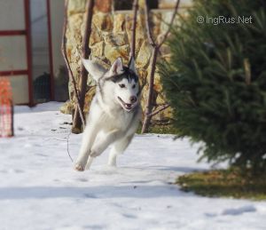 Dog Photo