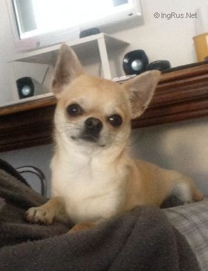 Dog Photo