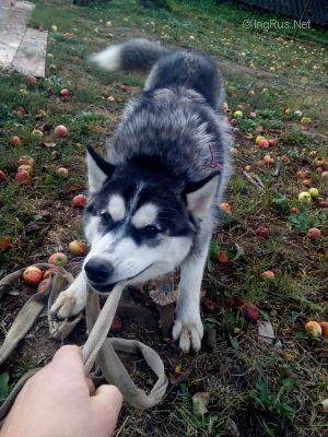 Dog Photo