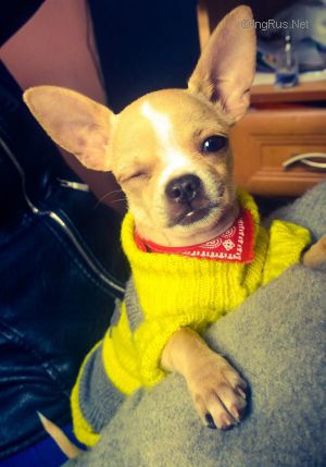 Dog Photo