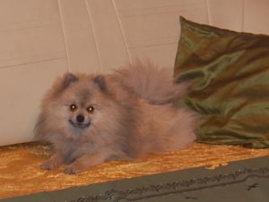 Dog Photo