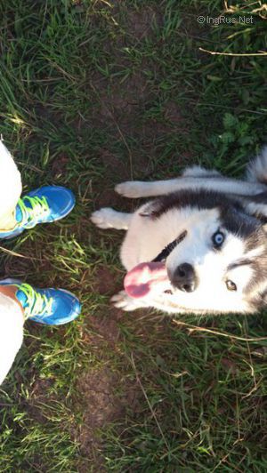 Dog Photo