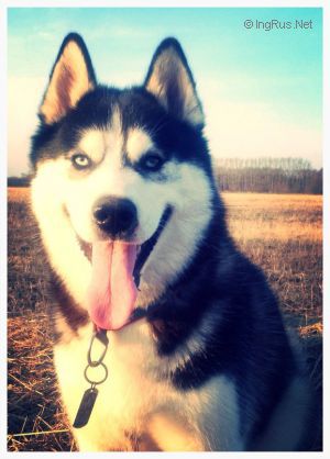 Dog Photo