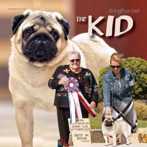 Dog Photo