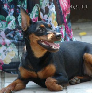 Dog Photo