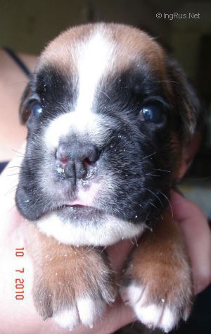 Dog Photo