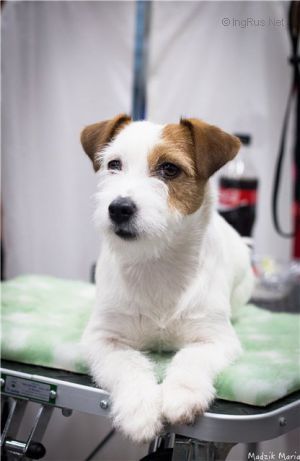 Dog Photo