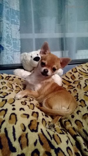 Dog Photo