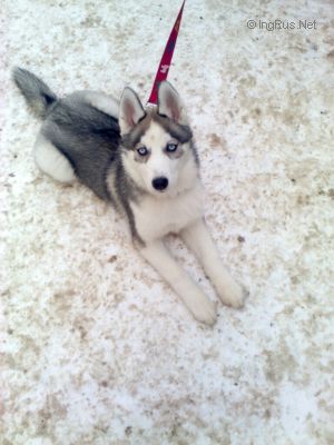 Dog Photo
