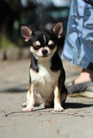 Dog Photo