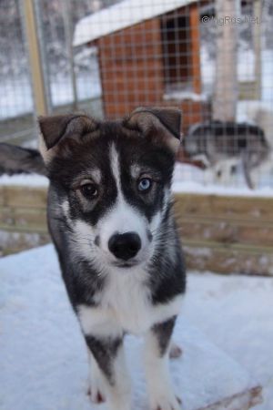 Dog Photo