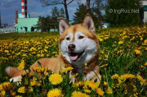 Dog Photo