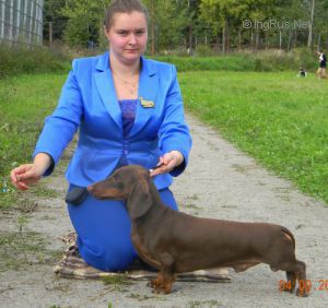 Dog Photo