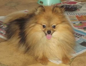 Dog Photo