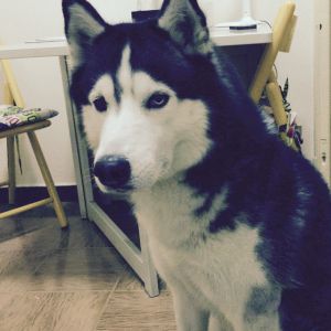 Dog Photo
