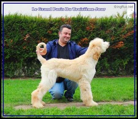 Dog Photo