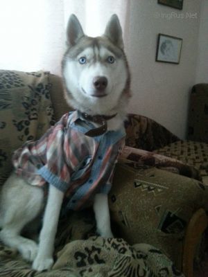 Dog Photo