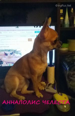 Dog Photo
