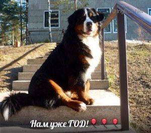 Dog Photo