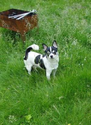 Dog Photo