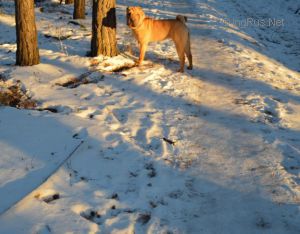 Dog Photo